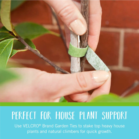 Adjustable Garden Plant Ties For Staking And Training Plants, 75 Feet Of Green Hook And Loop Tape in use on a branch