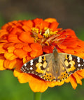 Cup Of Caterpillars Basic Refill Kit With Five Live Painted Lady Caterpillars And Food For A Butterfly Garden Habitat Perfect For Hands On STEM Activities For Kids And Classrooms, butterfly on orange flower