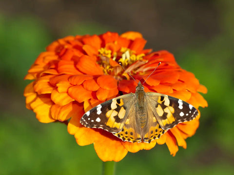 Cup Of Caterpillars Basic Refill Kit With Five Live Painted Lady Caterpillars And Food For A Butterfly Garden Habitat Perfect For Hands On STEM Activities For Kids And Classrooms, butterfly on orange flower