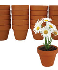 Bulk Daisy Planting Kit With 20 Genuine Terracotta 5cm Pots, Soil Pellets, And Seed Packets For Easy Planting, DIY Favors, Crafts