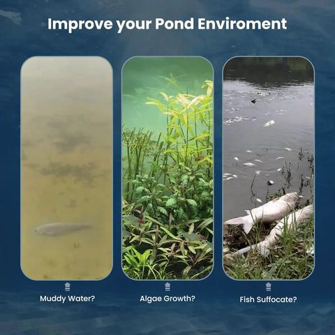Comparison of pond environments before using Heavy Duty Pond Aerator With 5.2 CFM, showing muddy water, algae, and fish suffocation.