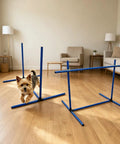 Versatile Adjustable Dog Agility Jump Set With Hurdles And Weave Poles 0 To 31 Inch Height in indoor setup with small dog jumping