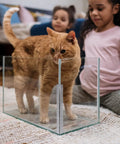 Two Piece Set Clear Acrylic Piano Hinge 300 Mm Long Continuous Hinge used in plexiglass display with cat inside, children observing