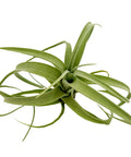 Tillandsia Curly Slim Jumbo Air Plant One Count 5 To 9 Inches, green live air plant on white background