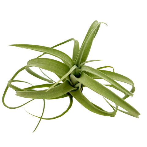 Tillandsia Curly Slim Jumbo Air Plant One Count 5 To 9 Inches, green live air plant on white background