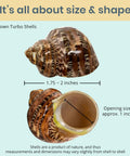 Super Cool Brown Turbo Shells For Hermit Crabs Two Pack 1.75 To 2 Inches showing measurements and shell opening sizes.