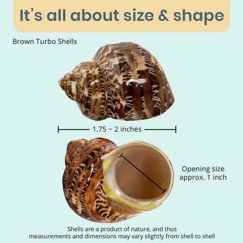 Super Cool Brown Turbo Shells For Hermit Crabs Two Pack 1.75 To 2 Inches showing measurements and shell opening sizes.