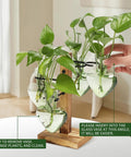 Colorful Glass Plant Terrarium Propagation Stations with Wooden Stand Glass Vase for Indoor Hydroponics Home Garden
