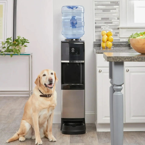 Top Loading Water Dispenser With Hot And Cold Water, 5 Gallon Bottle Compatible, Pet Drinking Station in kitchen with a dog.