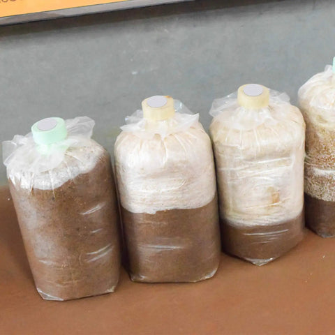 Mushroom cultivation bags shown with 128 Pieces Synthetic Filter Paper Discs For Mushroom Cultivation, 20 mm Diameter