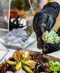 Person wearing Black Vinyl Gloves Small 50 Pack 3 Mil Powder Free Latex Free Disposable Exam Gloves for gardening with succulents
