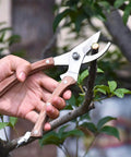 Hand using Workhorse Wood Handle Pruning Shears With SK-5 Blade For Clean, Crisp Cuts on tree branch outdoors