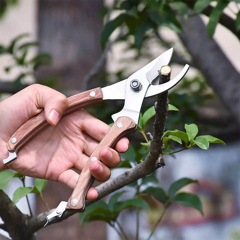 Hand using Workhorse Wood Handle Pruning Shears With SK-5 Blade For Clean, Crisp Cuts on tree branch outdoors
