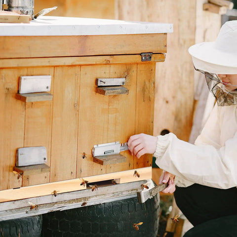 Beekeeper installing Four Pack Wood Beehive Entrance Reducers for Ten Frame Beehives on a wooden hive.