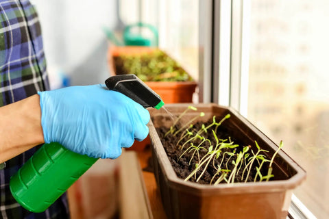 Person wearing Vinyl Exam Gloves X Large Latex Free Powder Free Case Of 1000 watering seedlings indoors