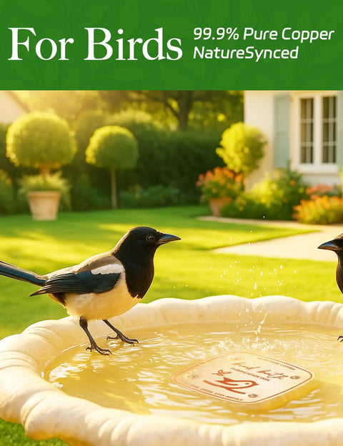 Copper Disk Bird Bath Purifier For Clean Water All Season in a garden bird bath with birds; 99.9 Percent Pure Copper Water Disk displayed