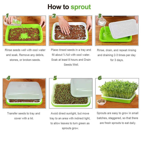Instructions for using 2 Pack Seed Sprouter Tray With Humidity Lid BPA Free Food Grade Soil Free Sprouting Kit For Wheatgrass Microgreens Beans Peas And Cat Grass Large Capacity Germination Station