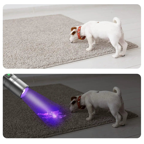 USB Rechargeable UV Flashlight 395nm Blacklight With 7 Modes detecting pet urine stains on carpet with dog present