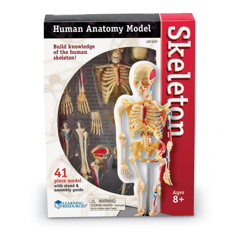Box of Hands On Skeleton Model For Science Classrooms And STEM Learning, Anatomy Practice For Students, 9.2 Inch Mini Skeleton