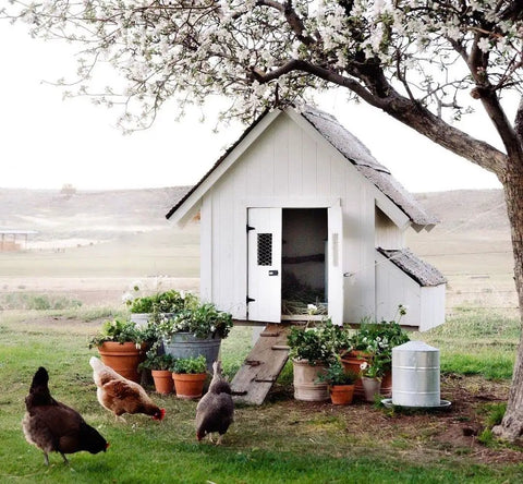White garden shed surrounded by potted plants and chickens, illustrating a rustic outdoor setting under a blossoming tree.