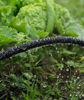 100 Ft Soaker Hose For Garden Linkable Dual Layer Drip Irrigation System Leak Free And Water Saving Up To 80 Percent Two Pack 50 Ft Segments For Flexible Lawn And Garden Irrigation watering lettuce plants.