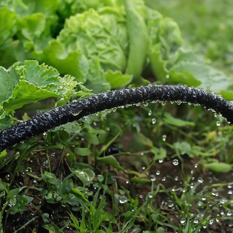 100 Ft Soaker Hose For Garden Linkable Dual Layer Drip Irrigation System Leak Free And Water Saving Up To 80 Percent Two Pack 50 Ft Segments For Flexible Lawn And Garden Irrigation watering lettuce plants.