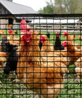 Chickens behind Heavy Duty Plastic Mesh Fence 4x75ft Deer Fencing With Reinforced Edges Easy Setup Black 55gsm Temporary Garden Netting