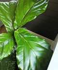 Fiddle Leaf Fig Fertilizer Bundle With Full Spectrum Micronutrients, Slow Release Feeds Lasting Up To Eight Months, Four 6oz Bags For An Over Year Supply, Easy Instructions, Not Just For Fiddle Fig Trees; fiddle leaf fig leaves