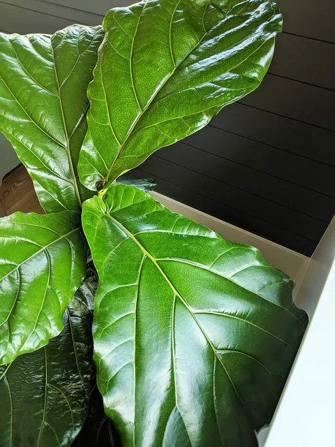 Fiddle Leaf Fig Fertilizer Bundle With Full Spectrum Micronutrients, Slow Release Feeds Lasting Up To Eight Months, Four 6oz Bags For An Over Year Supply, Easy Instructions, Not Just For Fiddle Fig Trees; fiddle leaf fig leaves
