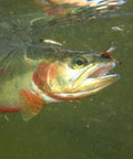 Trout caught on a lure from 30 Piece Fly Fishing Lure Kit Hand Tied Dry Wet Streamers And Nymph Flies For Trout Bass Salmon Assortment Premium