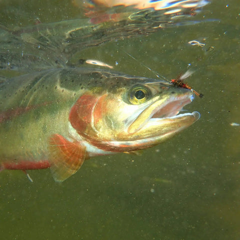 Trout caught on a lure from 30 Piece Fly Fishing Lure Kit Hand Tied Dry Wet Streamers And Nymph Flies For Trout Bass Salmon Assortment Premium