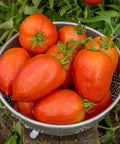 Basket of Gladiator Hybrid Red Tomato Seeds For Home Garden Non GMO Indeterminate Slicing And Paste Tomatoes 8 Oz Fruit