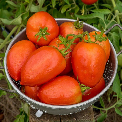 Basket of Gladiator Hybrid Red Tomato Seeds For Home Garden Non GMO Indeterminate Slicing And Paste Tomatoes 8 Oz Fruit