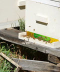 Beehive Entrance Reducer Set for 10 Frame Hives, Adjustable Plastic Entrance Gates With Mouse Guard, bees entering hive.