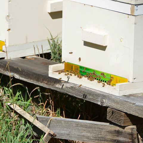 Beehive Entrance Reducer Set for 10 Frame Hives, Adjustable Plastic Entrance Gates With Mouse Guard, bees entering hive.
