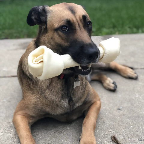 Dog holding American Beefhide 12 Inch Knotted Dog Bone Chew Treat With Natural Flavor Thick Long Lasting Rawhide Chew