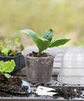 36 Packs 4 Inch Plant Nursery Pots With Humidity Dome Transparent Plastic Planters For Seed Starting Seedlings Indoor