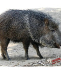 Javelina Archery Target 25 X 32 In Black Weatherproof Target image showing a realistic animal design for practice.