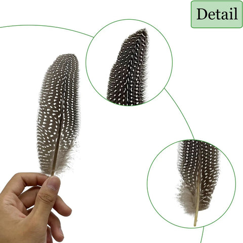 Natural Spotted Pheasant Feathers For Crafts And Jewelry Making, Guinea Fowl Wing Feathers 6-8 Inches, 50 Pack, close-up details