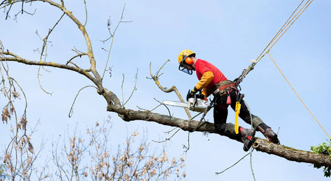 Tree surgeon in safety gear using a chainsaw on a high branch, secured with a harness line