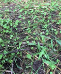 Micro Clover Seed Kit For Lawn Transformation Organic Coated Eco Friendly Low Maintenance Grass Alternative sprouts on soil