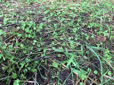 Micro Clover Seed Kit For Lawn Transformation Organic Coated Eco Friendly Low Maintenance Grass Alternative sprouts on soil