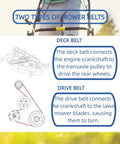 Diagram showing two mower belts: deck belt and drive belt for Wheel Traction Drive Belt Three Eighths Inch By Twenty Seven Point Five Inch.