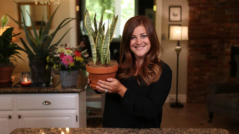 Person holding a snake plant in a terracotta pot, standing in a kitchen with plants in the background.