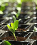 Seedlings growing in Seed Starting Soil Mix 1qt Ready To Use For Seedlings, Great For Vegetables, Flowers, Houseplants And Bonsai