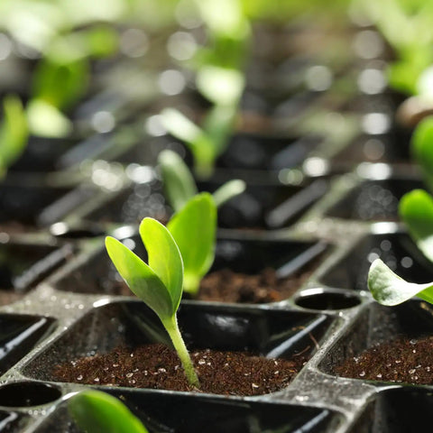 Seedlings growing in Seed Starting Soil Mix 1qt Ready To Use For Seedlings, Great For Vegetables, Flowers, Houseplants And Bonsai