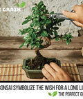 Trimming a bonsai tree on a mat with CZ Grain logo, representing All In One Bonsai Seeds Kit With 300 Plus Seeds Featuring Red Maple.