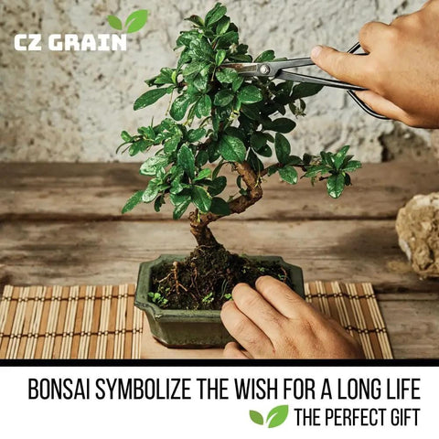 Trimming a bonsai tree on a mat with CZ Grain logo, representing All In One Bonsai Seeds Kit With 300 Plus Seeds Featuring Red Maple.