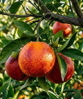 Blood Orange Tree 1-2 Feet Tall in 1 Gallon Pot, Upright Dwarf Citrus for Home Orchard, Produces Sweet Oranges, Easy Care, Rare Fruit, Container Friendly for Patio or Small Garden showing ripe fruit on branch
