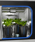 Four Buckets DWC Hydroponics Growing System With Top Drip Kit Seven Gallon Deep Water Culture Buckets in tent setup